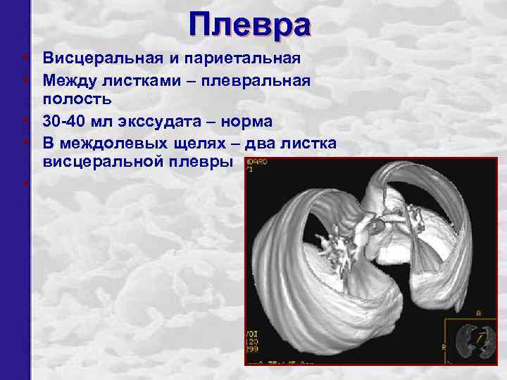 Плевра • Висцеральная и париетальная • Между листками – плевральная полость • 30 -40