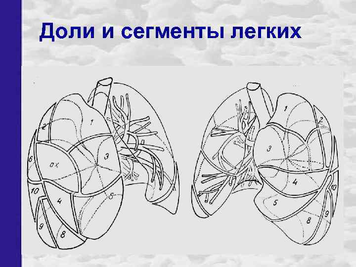 Доли и сегменты легких 