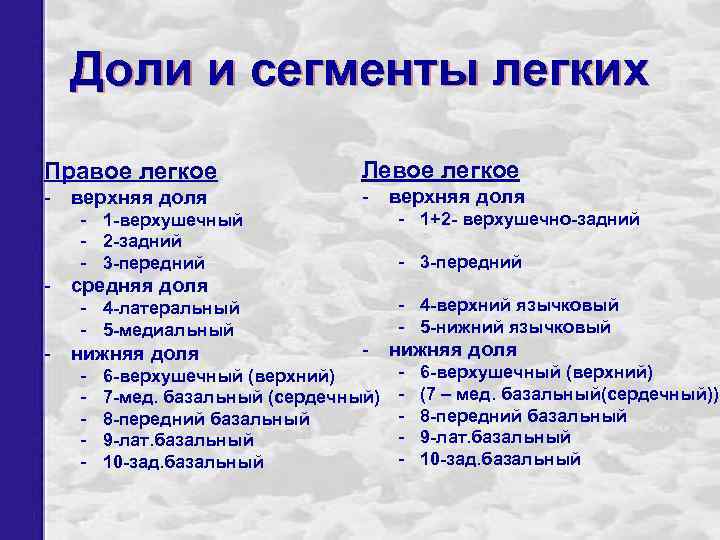 Доли и сегменты легких Правое легкое Левое легкое - верхняя доля - 1+2 -