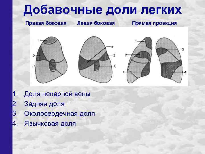 Добавочные доли легких Правая боковая 1. 2. 3. 4. Левая боковая Доля непарной вены