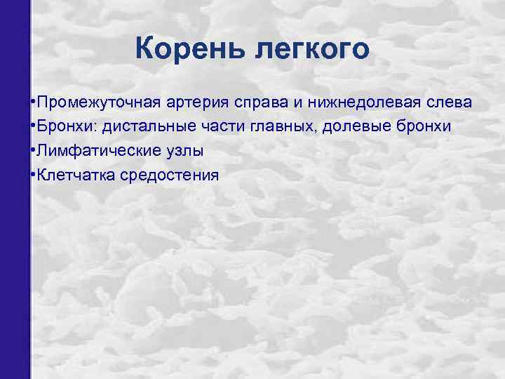 Корень легкого • Промежуточная артерия справа и нижнедолевая слева • Бронхи: дистальные части главных,