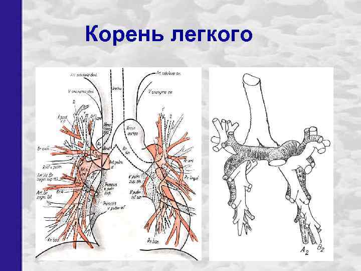 Корень легкого 