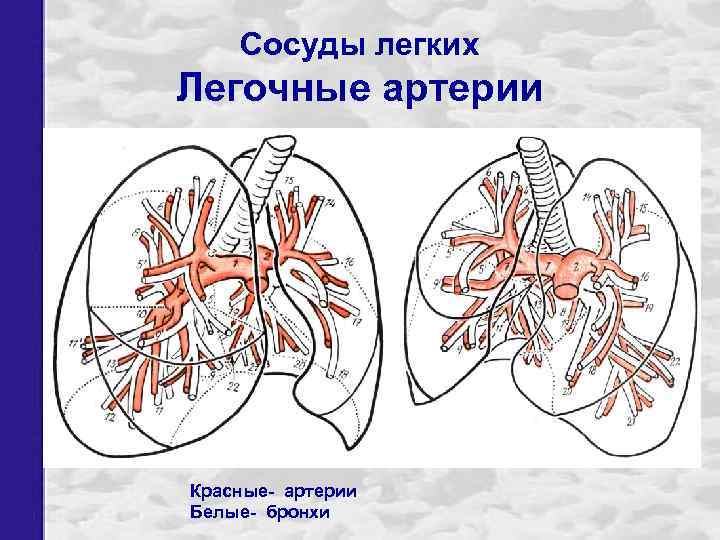 Где бронхи у человека и легкие фото