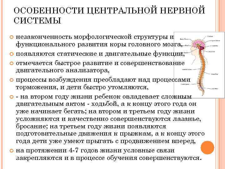 ОСОБЕННОСТИ ЦЕНТРАЛЬНОЙ НЕРВНОЙ СИСТЕМЫ незаконченность морфологической структуры и функционального развития коры головного мозга, появляются