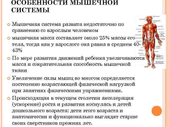 ОСОБЕННОСТИ МЫШЕЧНОЙ СИСТЕМЫ Мышечная система развита недостаточно по сравнению со взрослым человеком мышечная масса