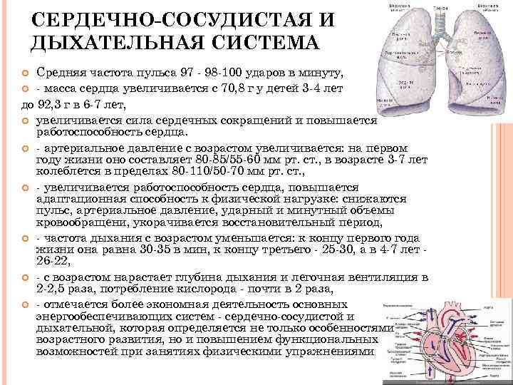СЕРДЕЧНО-СОСУДИСТАЯ И ДЫХАТЕЛЬНАЯ СИСТЕМА Средняя частота пульса 97 - 98 -100 ударов в минуту,