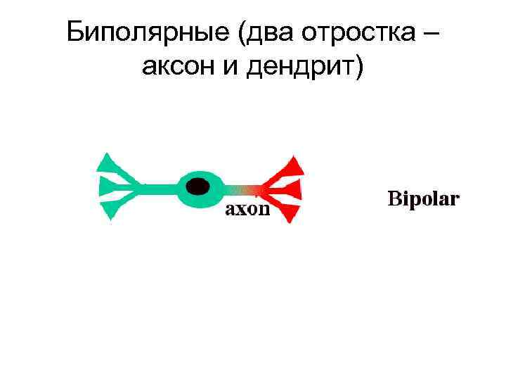 Биполярные (два отростка – аксон и дендрит) 