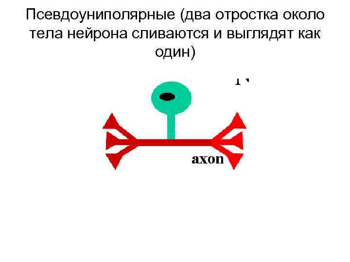 Псевдоуниполярные (два отростка около тела нейрона сливаются и выглядят как один) 