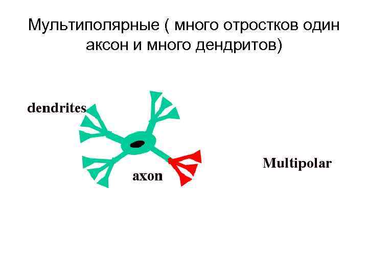 Мультиполярные ( много отростков один аксон и много дендритов) 