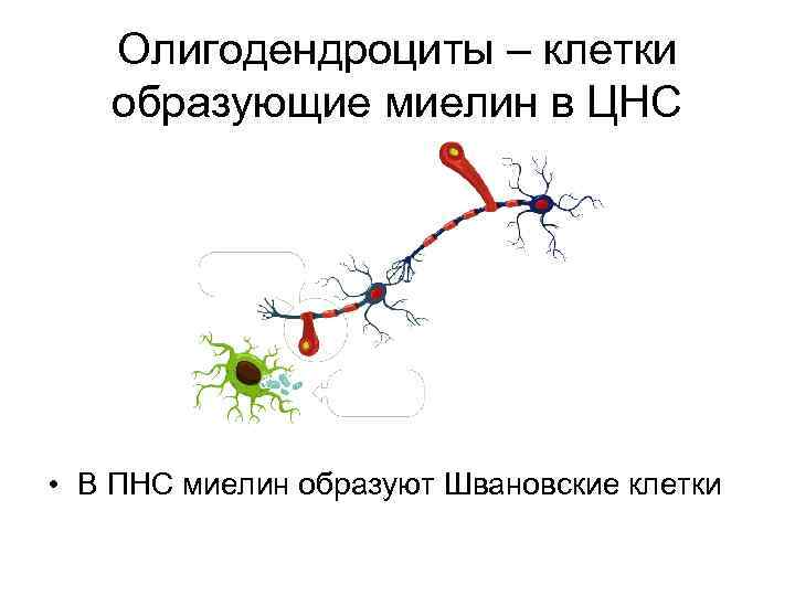 Олигодендроциты – клетки образующие миелин в ЦНС • В ПНС миелин образуют Швановские клетки