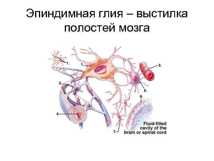 Эпиндимная глия – выстилка полостей мозга 