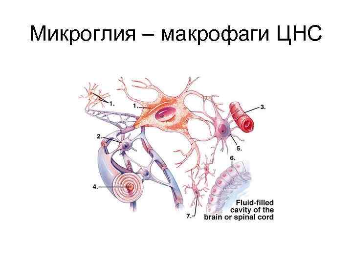 Микроглия – макрофаги ЦНС 