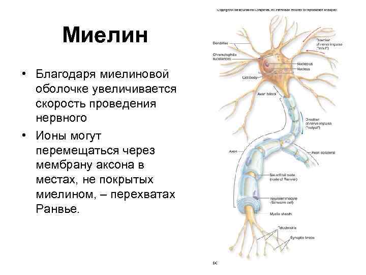 Миелин • Благодаря миелиновой оболочке увеличивается скорость проведения нервного • Ионы могут перемещаться через