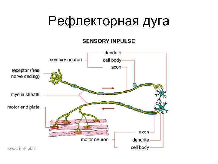 Рефлекторная дуга 
