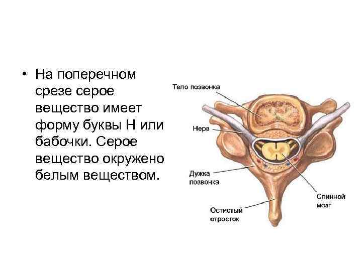  • На поперечном срезе серое вещество имеет форму буквы Н или бабочки. Серое