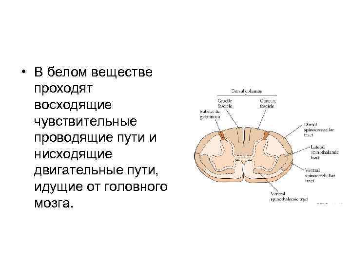  • В белом веществе проходят восходящие чувствительные проводящие пути и нисходящие двигательные пути,