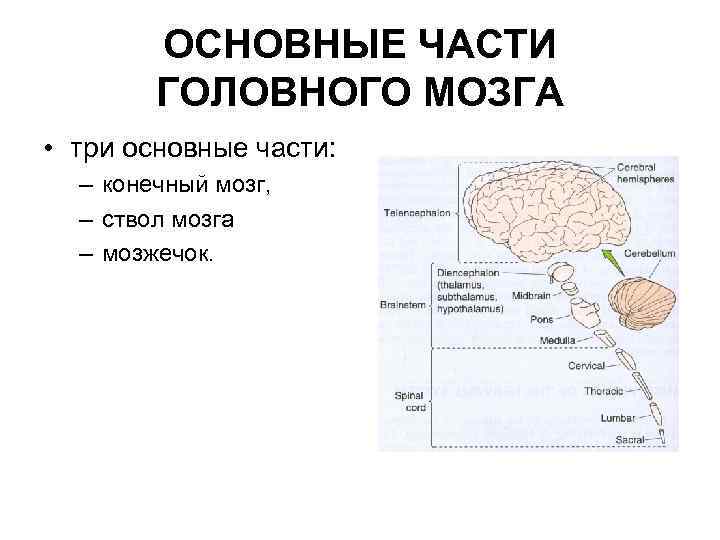 ОСНОВНЫЕ ЧАСТИ ГОЛОВНОГО МОЗГА • три основные части: – конечный мозг, – ствол мозга