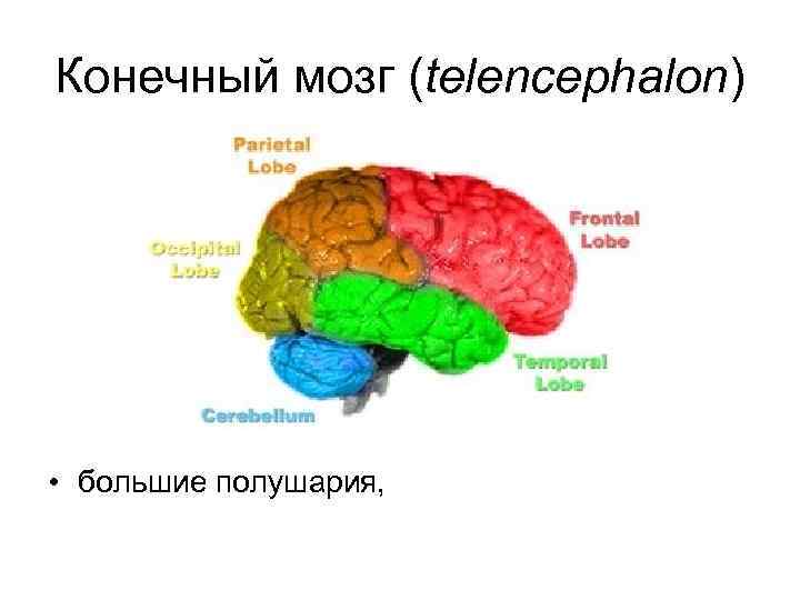 Полушария конечного мозга. Конечный мозг (Telencephalon). Конечный мозг большие полушария. Конечный мозг состоит из. Конечный мозг состоит из полушарий.