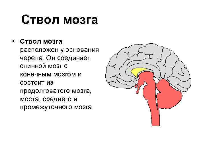 Ствол головного мозга включает отдел. Отделы ствола мозга схема. Ствол мозга строение и функции. Ствол мозга расположение. Нижние отделы ствола мозга.