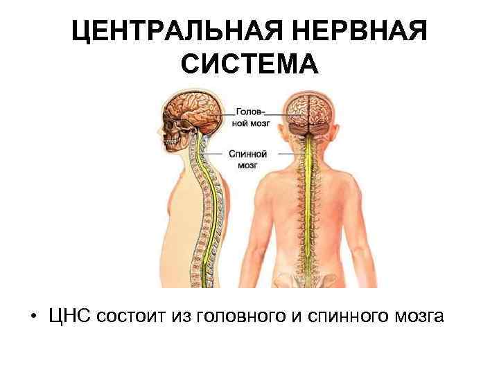 Нервная спинная и головная система