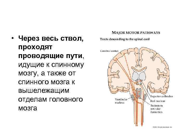  • Через весь ствол, проходят проводящие пути, идущие к спинному мозгу, а также