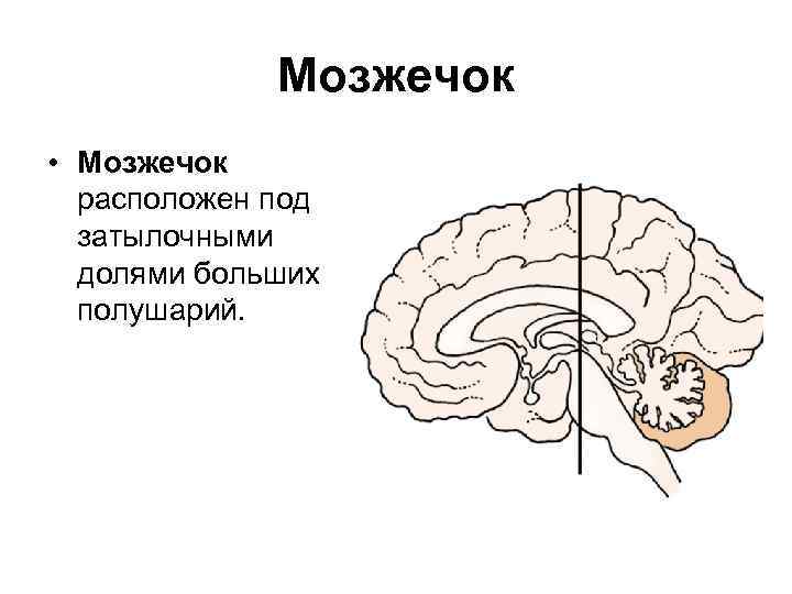 Ядра мозжечка схема