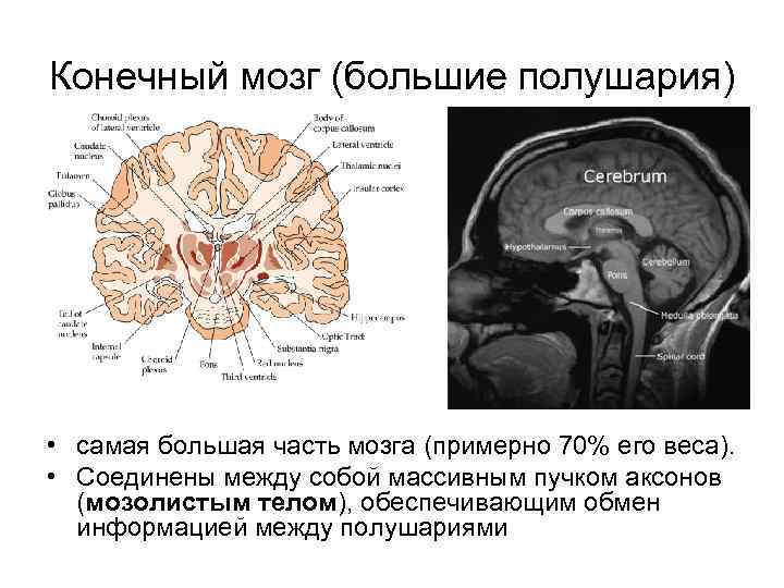 Полушарие большого мозга мозолистое тело. Конечный мозг большие полушария. Полушария конечного мозга соединены между собой:. Большие полушария соединяются между собой. Какие доли большого мозга соединяются между собой мозолистым телом?.