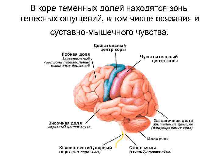 В коре теменных долей находятся зоны телесных ощущений, в том числе осязания и суставно-мышечного