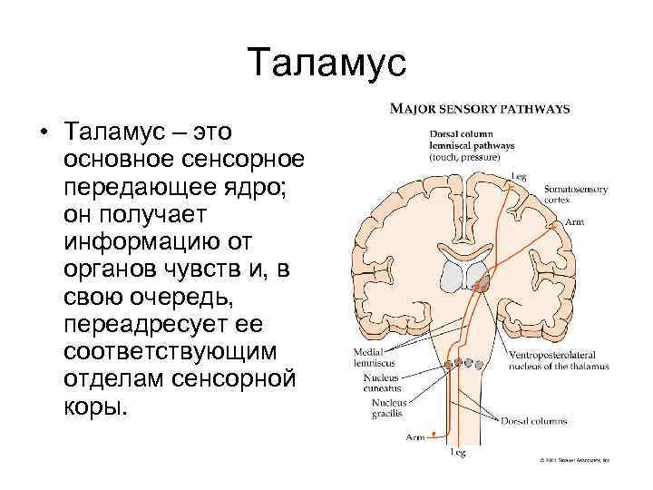 Таламус функции. Таламус строение и функции. Промежуточный мозг таламус строение. Зрительные Бугры промежуточного мозга. Функции таламуса человека.