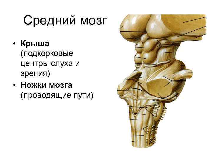 Подкорковый центр это