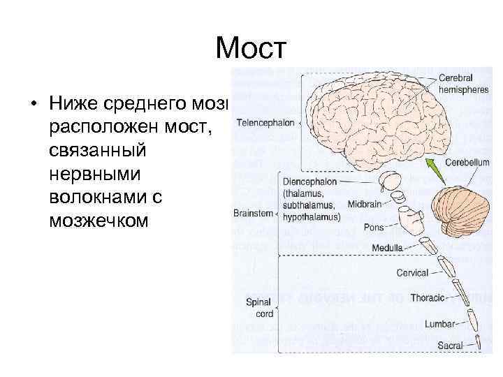 Мост • Ниже среднего мозга расположен мост, связанный нервными волокнами с мозжечком 