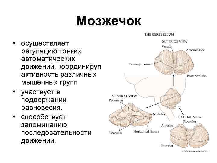 Мозжечок • осуществляет регуляцию тонких автоматических движений, координируя активность различных мышечных групп • участвует