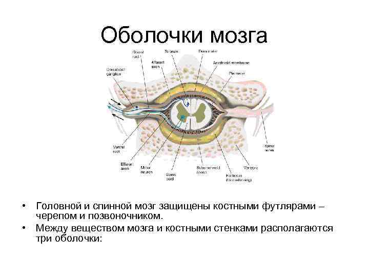 Оболочки мозга • Головной и спинной мозг защищены костными футлярами – черепом и позвоночником.