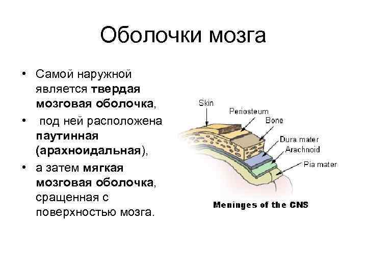Оболочки мозга • Самой наружной является твердая мозговая оболочка, • под ней расположена паутинная