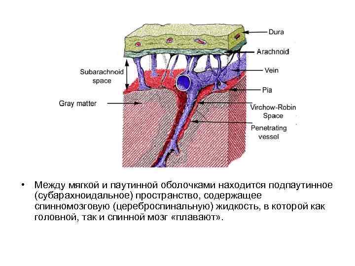 Субарахноидальное пространство. Подпаутинное субарахноидальное пространство. Субарахноидальное пространство располагается между и оболочками. Между какими оболочками находится субарахноидальное пространство. Субарахноидальное пространство спинного мозга расположено между.