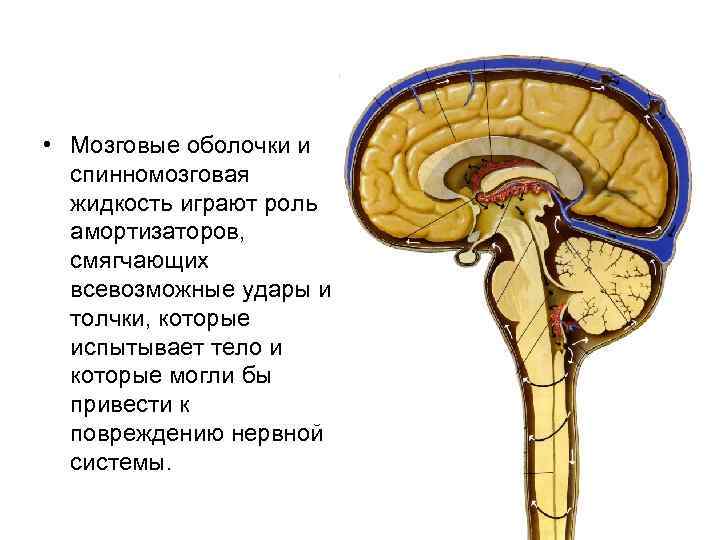 Сигнальная система головного мозга