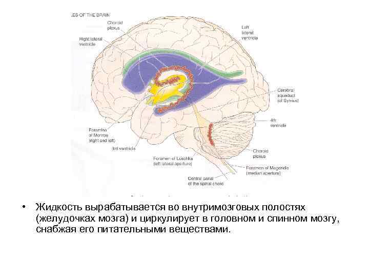 Образования желудочков мозга. Третий желудочек головного мозга аксиальный срез. Кровоснабжение желудочков головного мозга. Третий желудочек головного горизонтальна разрез. Третий желудочек мозга на кт.