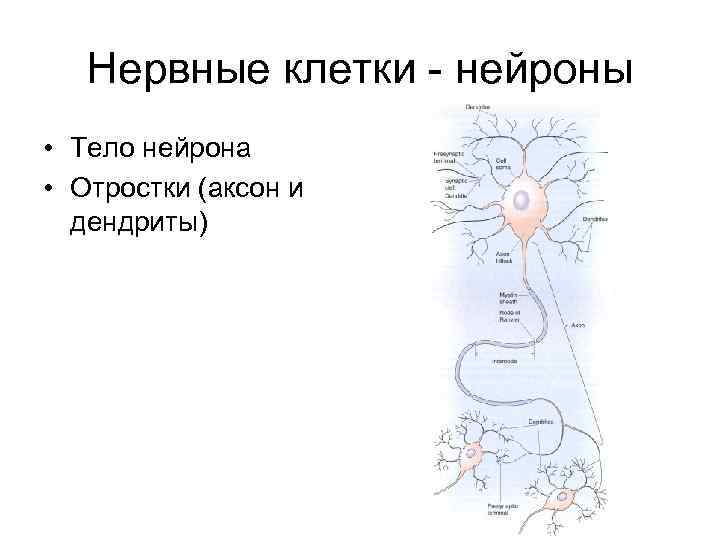 Нервные клетки - нейроны • Тело нейрона • Отростки (аксон и дендриты) 