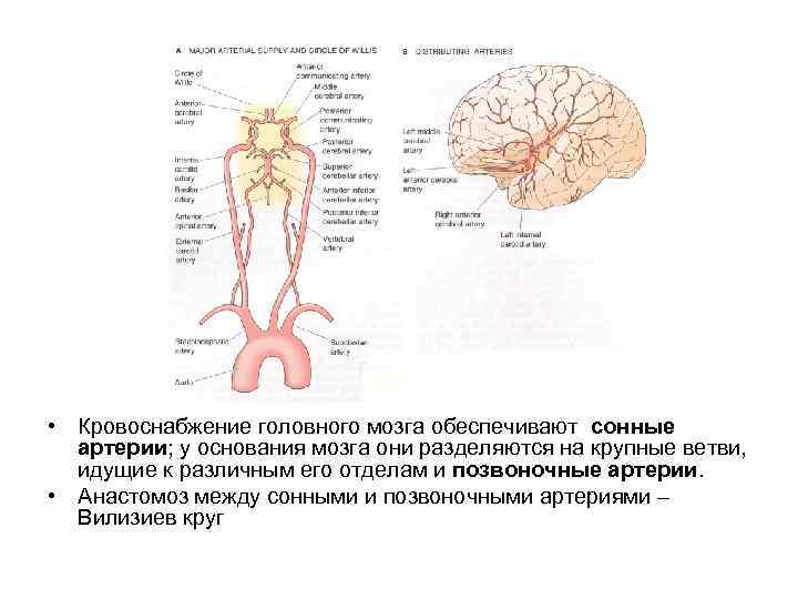  • Кровоснабжение головного мозга обеспечивают сонные артерии; у основания мозга они разделяются на