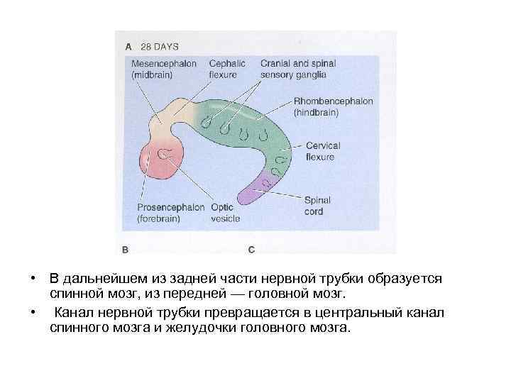  • В дальнейшем из задней части нервной трубки образуется спинной мозг, из передней