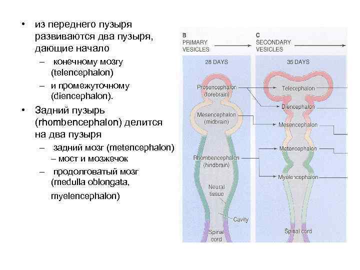  • из переднего пузыря развиваются два пузыря, дающие начало – конечному мозгу (telencephalon)