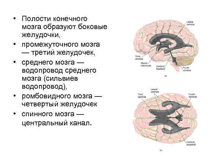 Название полостей человека. Мозг базальные боковые желудочки. Название полостей конечного мозга. Желудочки мозга и СИЛЬВИЕВ водопровод.