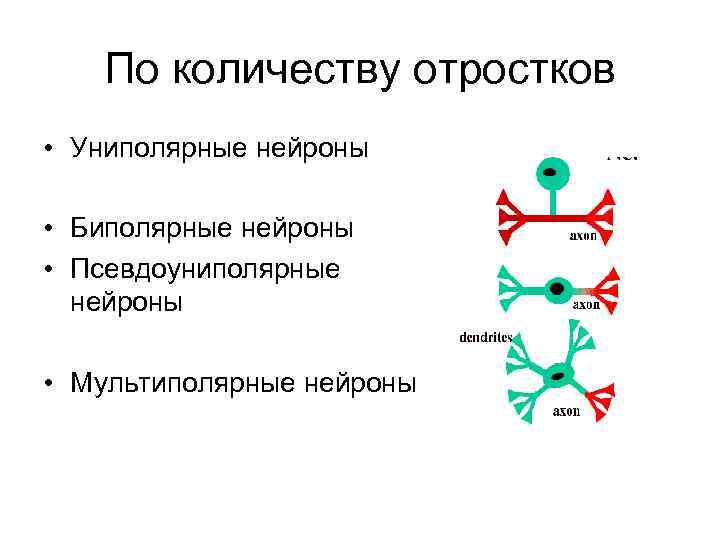 По количеству отростков • Униполярные нейроны • Биполярные нейроны • Псевдоуниполярные нейроны • Мультиполярные