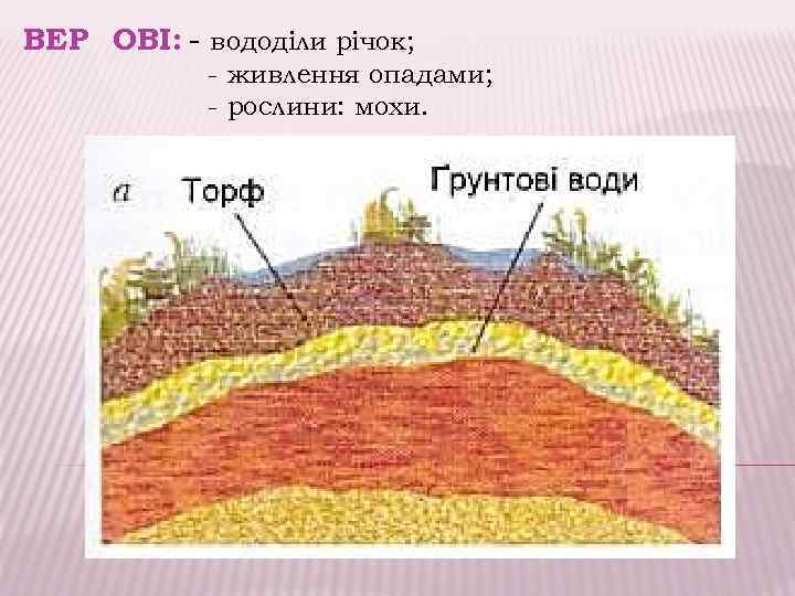 ВЕРХОВІ: - вододіли річок; - живлення опадами; - рослини: мохи. 