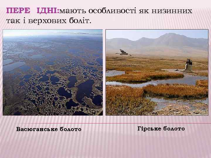 ПЕРЕХІДНІ: мають особливості як низинних так і верхових боліт. Васюганське болото Гірське болото 