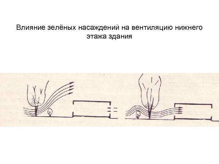 Влияние зелёных насаждений на вентиляцию нижнего этажа здания 