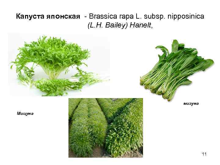 Капуста японская - Brassica rapa L. subsp. nipposinica (L. H. Bailey) Hanelt, мизуна Мицуна