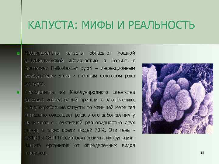 КАПУСТА: МИФЫ И РЕАЛЬНОСТЬ n Изотиоцианаты антибиотической капусты обладают активностью в мощной борьбе с
