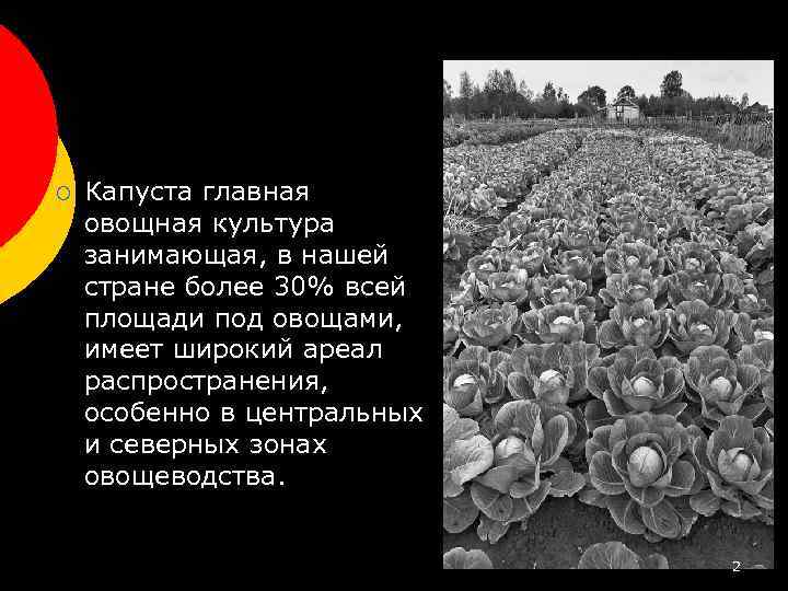 ¡ Капуста главная овощная культура занимающая, в нашей стране более 30% всей площади под