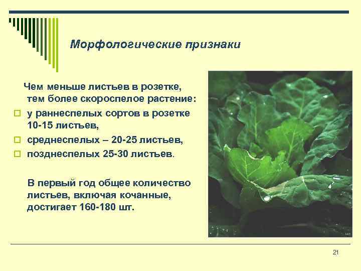 Морфологические признаки Чем меньше листьев в розетке, тем более скороспелое растение: o у раннеспелых